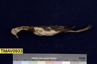 藏品(水雉)的圖片